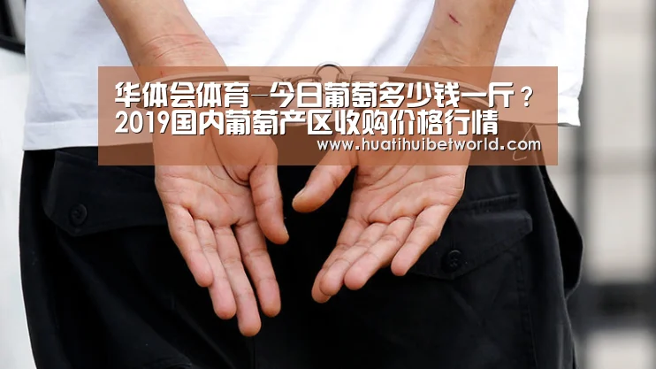 华体会体育-今日葡萄多少钱一斤?2019国内葡萄产区收购价格行情(图4) 华体会登录