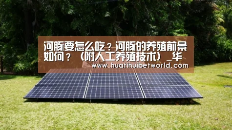 河豚要怎么吃?河豚的养殖前景如何?(附人工养殖技术)_华体会娱乐(图2) 华体会登录