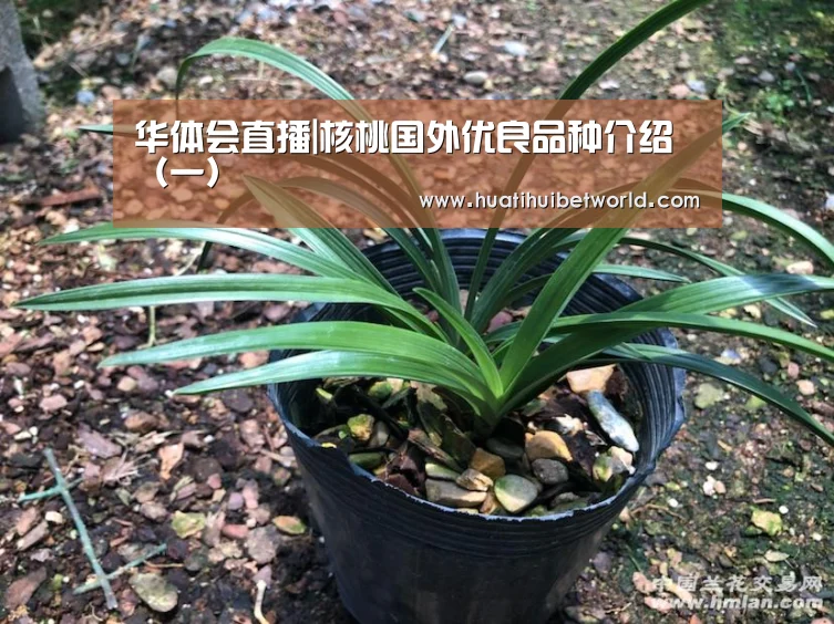 华体会直播|核桃国外优良品种介绍(一)(图1) 华体会体育